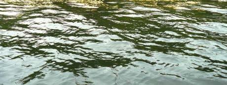Uposlehtisiin vesikasveihin kuuluvaa ärviää (Myriophyllum sp.) on myös jonkin verran.