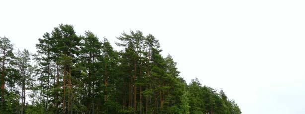 3 Särkjärven perustila Kuva 2. Särkjärven karua kivikkorantaa loppukesällä 2011. Kuva: Anne-Marie Hagman Särkjärvi on pinta-alaltaan 215 ha. Järven keskisyvyys on 3,6 m ja suurin syvyys 5,6 m.