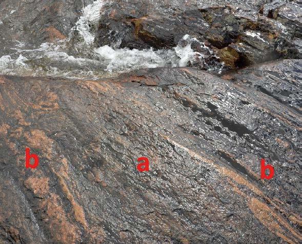 Kovia kokeneet kalliot Huuhanrannan kalliopaljastumien pääkivilajit ovat kiillegneissi (kiillegneissistä lisää sivulla 7) ja tonaliitti.