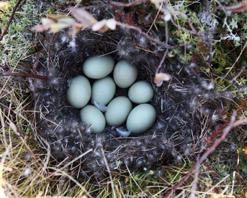 Jouhisorsan pesä Peurasuon keskiosassa 15.