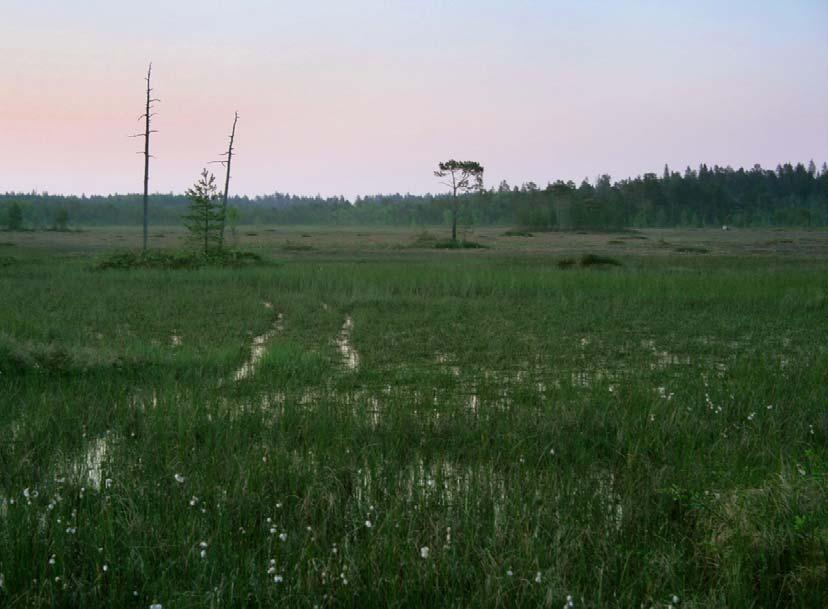 Kuvia Heinisuolta Heinisuon märän keskilohkon pohjoispääty 6.6.2014. Täällä ovat pesineet mm.