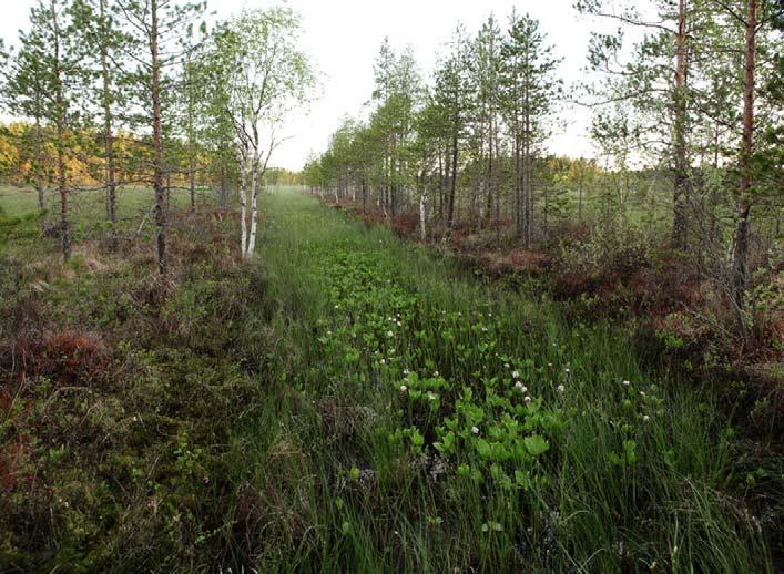 Kuvia Kivisuolta Umpeenkasvanut raatteinen oja