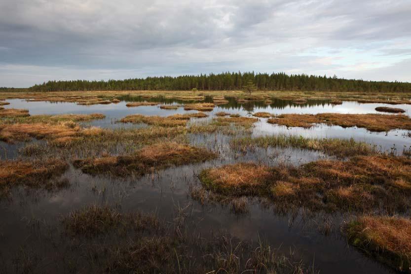 Haapajärvien pohjoispuolinen umpeenkasvava suolampi ( Pohjoislampi)