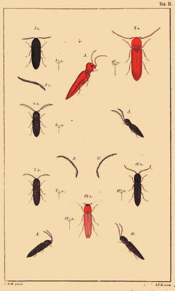 Kuva 4 Kuvataulu Mannerheimin Eucnemis-revisiosta vuodelta 1823. Yläreunassa oleva punertava laji on Rhacopus sahlbergi (Mannerheim).