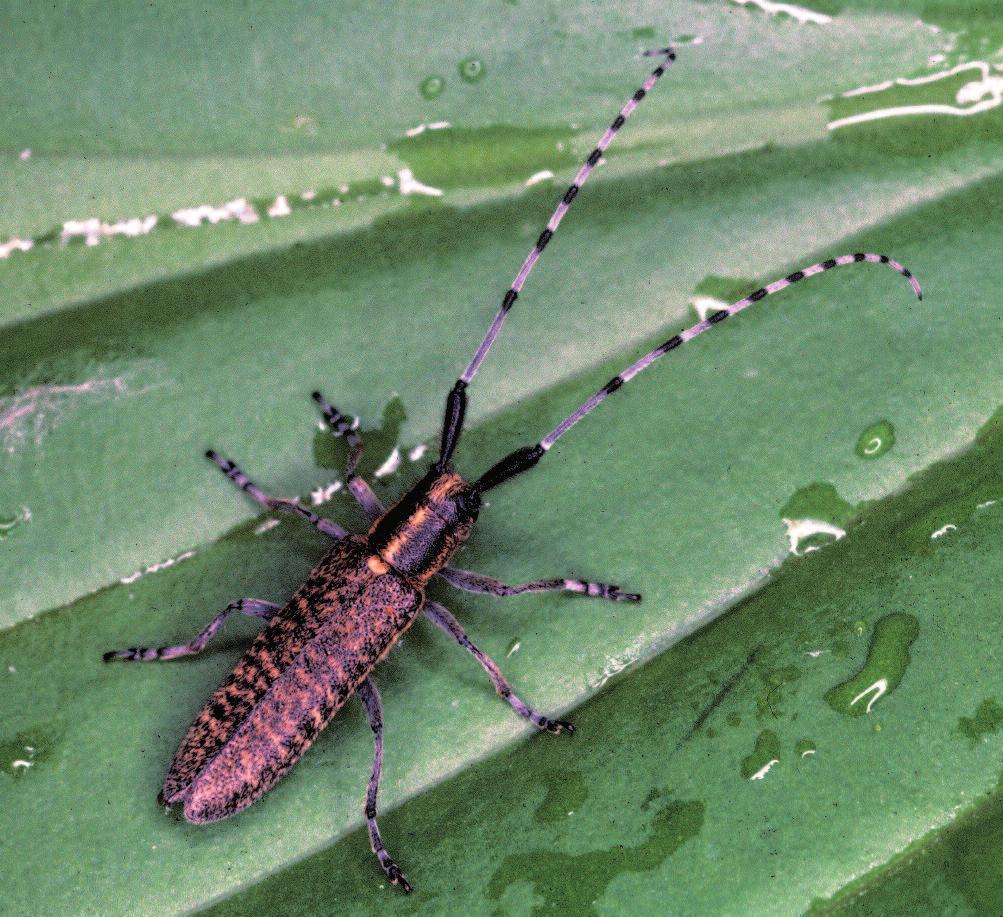 Kari Heliövaara Kuva 6 Härmejäärä (Agapanthia villosoviridescens) on tavattu ensi kerran maamme nykyrajojen sisällä (Virolahdella) vasta 1979.