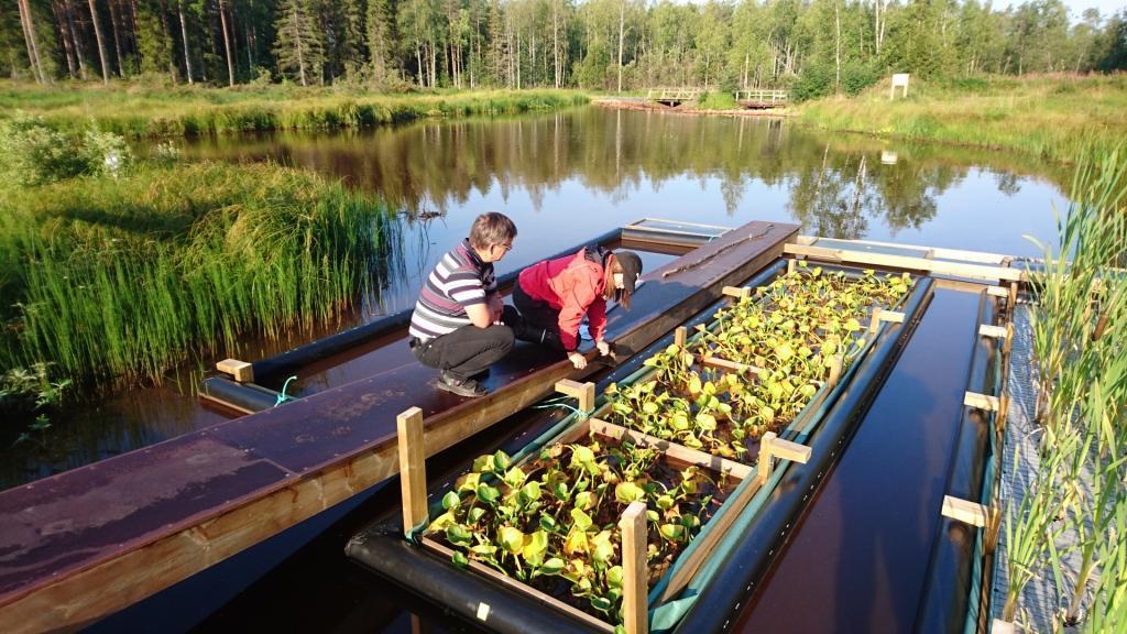 Bioremediaatiotutkimus käynnissä Kalamäkeen rakennettiin tutkimuslauttakokonaisuus, jolla tutkitaan kasvien kykyä ottaa ravinteita suoraan vedestä.