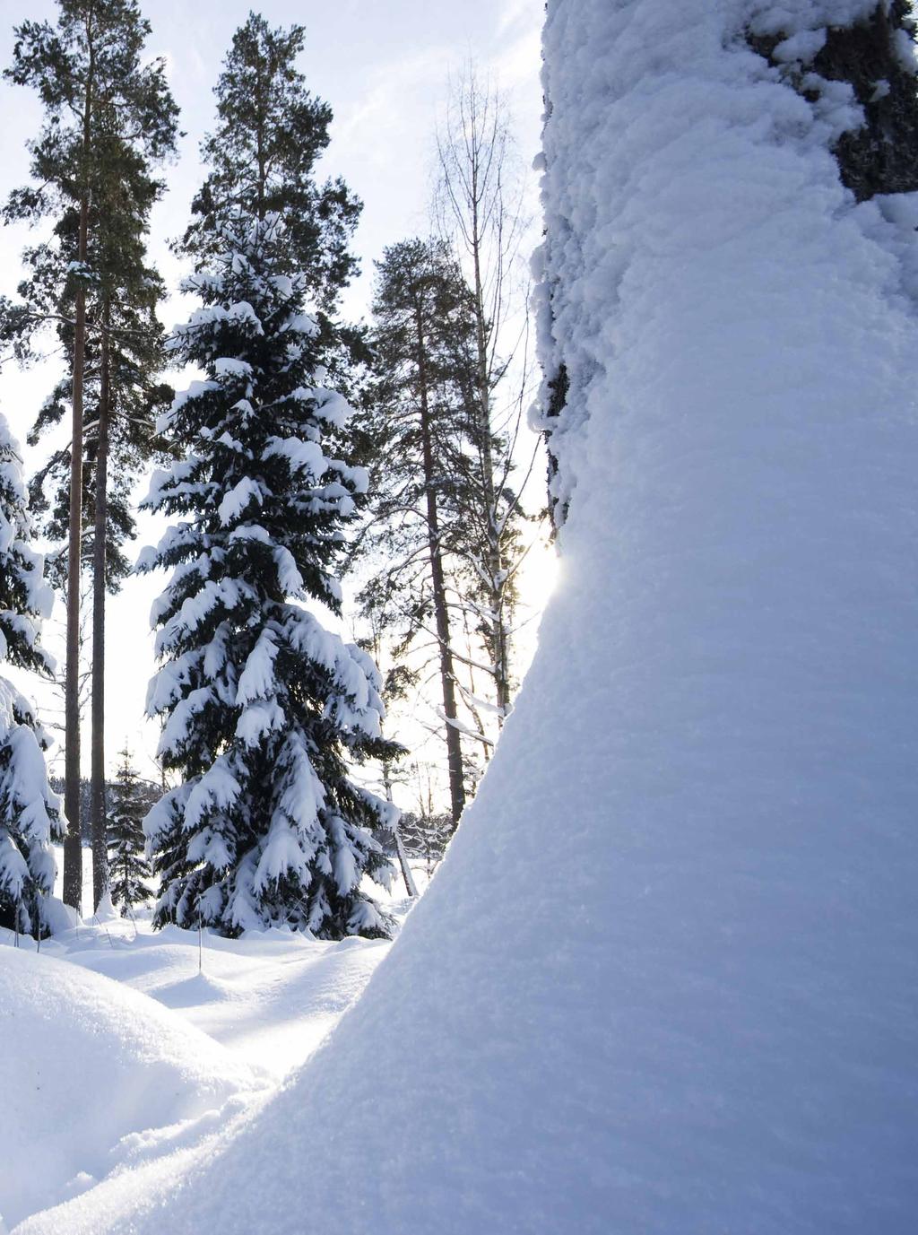 Talvinen metsä kuvattiin Norjassa Sognsvann-järvellä Oslon