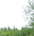 rumpu siitsee.