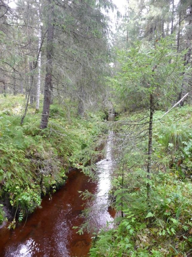 60 säojat ovat lähes umpeenkasvaneita.