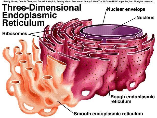 Solulimakalvosto eli endoplasminen reticulum http://liquidbio.pbworks.