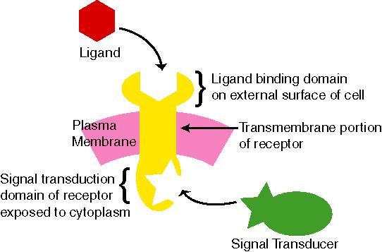 Reseptorin toiminta http://course1.