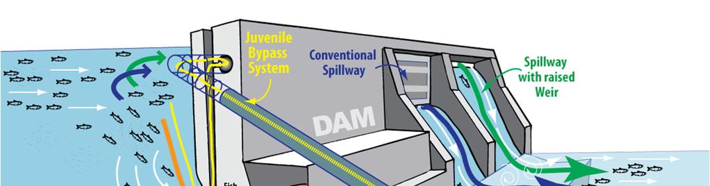 Kuva 4. Tiheä välppä tai levy turbiinikanavan suulla ohjaa smoltit erilliseen ohitusrakenteeseen. (NOAA Fisheries 2017) 2.
