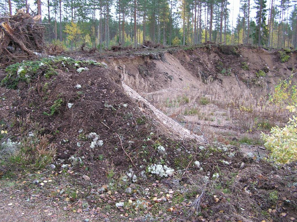 jopa halkaisijaltaan 30 cm:ä paksujen runkojen nostamiseen. Poistettu puusto jätettiin kasalle kuivumaan ja odottamaan kuljetusta energiahakkeeksi.