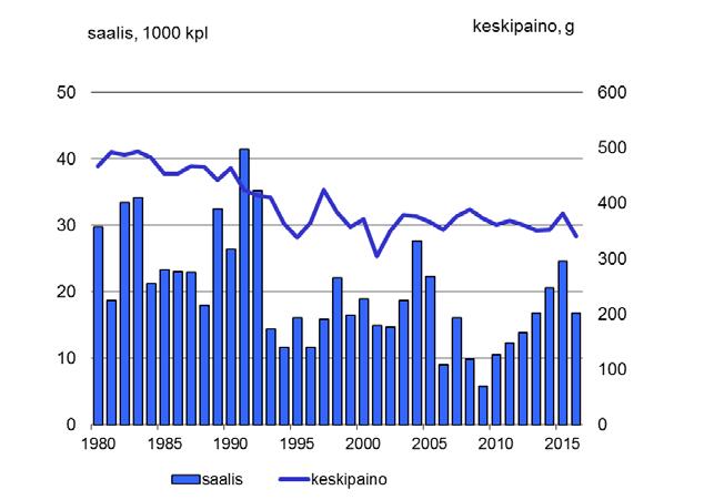 Tornionjoen siikojen istutukset näyttävät selvästi vaikuttaneen Kukkolankosken pitkäaikaiseen saaliskehitykseen.