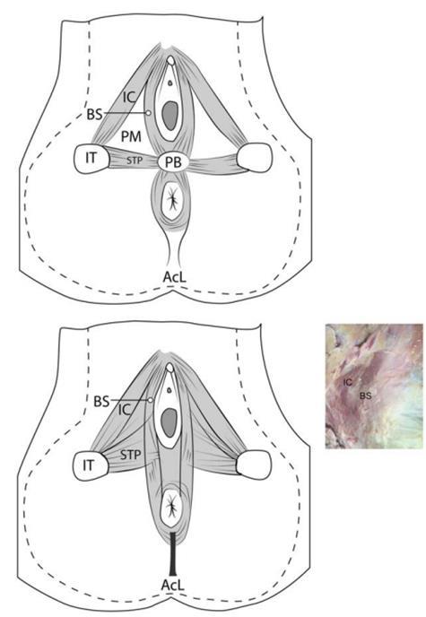7 kiinnittymiskohta. Kliinisesti tällä löydöksellä on merkitystä, koska anatomian tietämys on tärkeää muun muassa repeämien ompelemisessa ja leikkausten yhteydessä. (Plochocki et al. 2016.