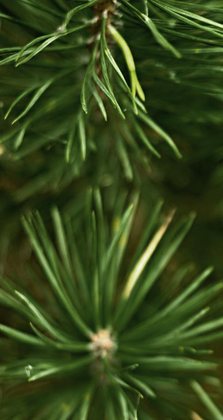 Kestävä kehitys ja vastuu ympäristöstä ovat olennainen osa Metsä Boardin jokapäiväistä toimintaa. Yhtiö käyttää täysin jäljitettäviä raaka-aineita sekä energiaa ja vettä mahdollisimman tehokkaasti.
