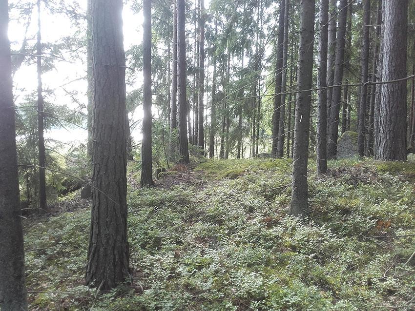 rakentamattomaksi.
