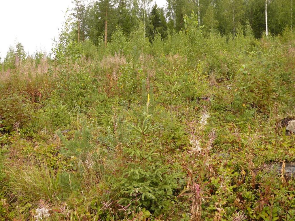 16 4 Menetelmät 4.1 Metsäkohteet Pihlajatutkimukseen valittiin kolme kuusen uudistusalaa Joensuun ympäristöstä eli Vinnilä, Valkealamminsärkkä ja Ihanto, joissa oli runsaasti pihlajavesakkoa.