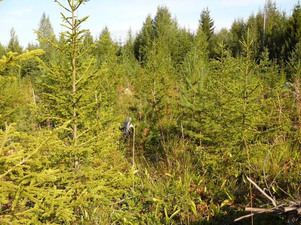 koealasta (Kuva: Katja Kuosmanen).