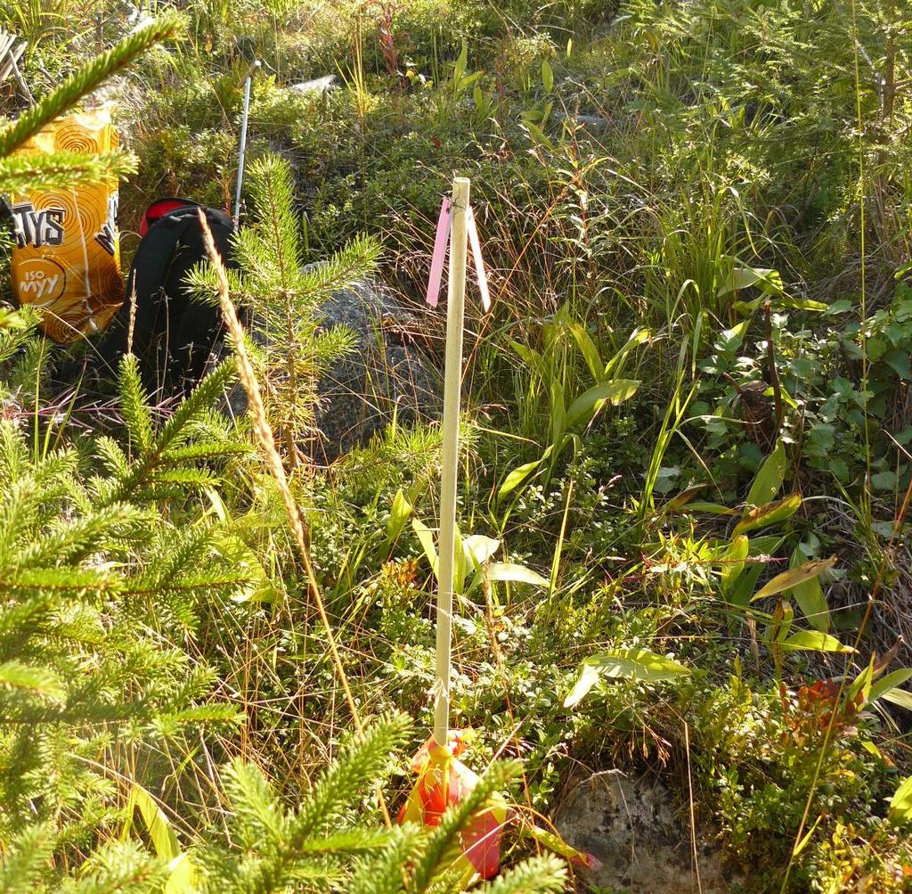 18 4.2 Tutkimusruutujen perustaminen Kuhunkin metsäkohteeseen perustettiin 12 kpl 25 m 25 m tutkimusruutua.