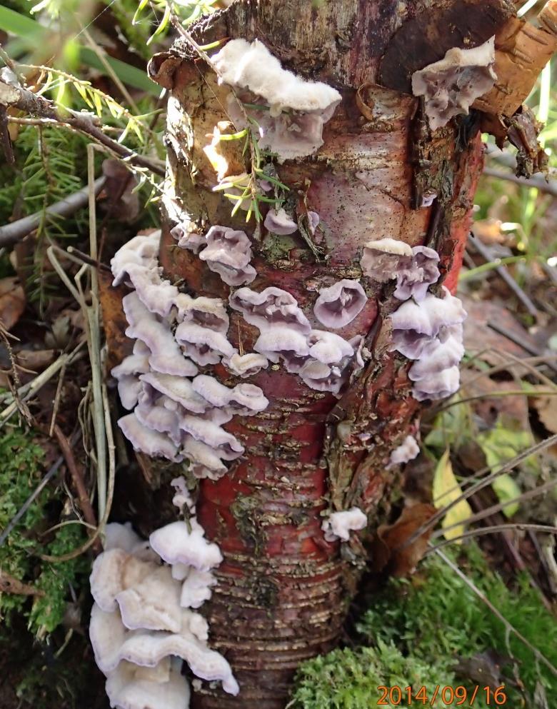 8 2.2 Purppuranahakka Purppuranahakka (Chondrostereum purpureum) on lehtipuita lahottava sieni, joka on hyvin tavallinen Suomen metsissä.
