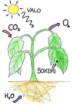 Kasvun perusta Kaikki lähtee yhteyttämisestä Kasvi myös ruokkii mikrobeja sokeripitoisia juurinesteitä
