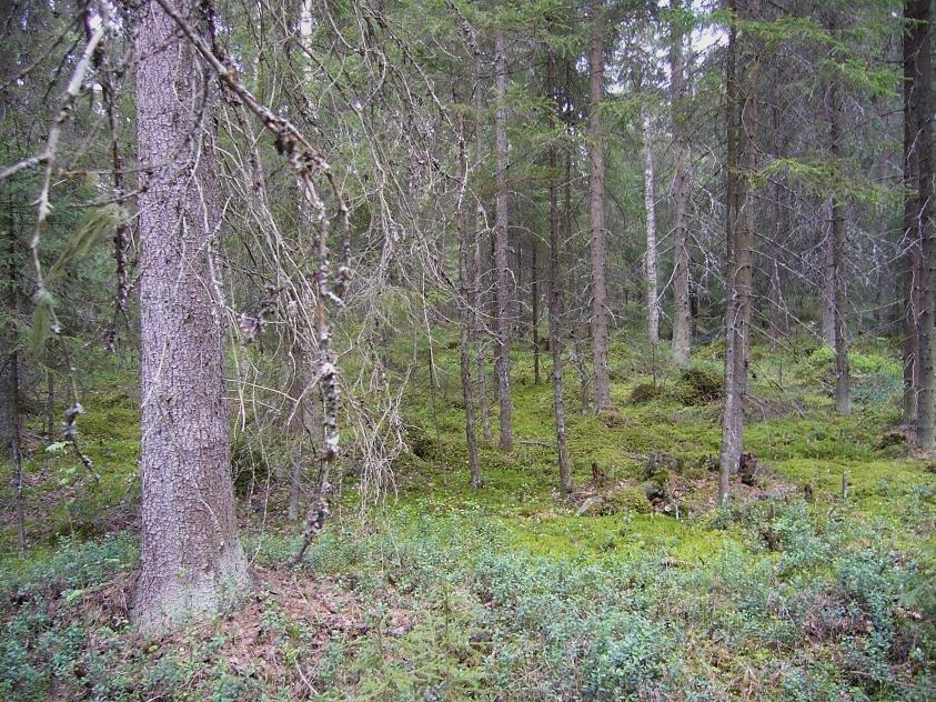 Liito-oravan elinpiiriä Luhtalanmäen liito-oravareviiri II:ssa. Kuva Hannu Tuomisto 009.