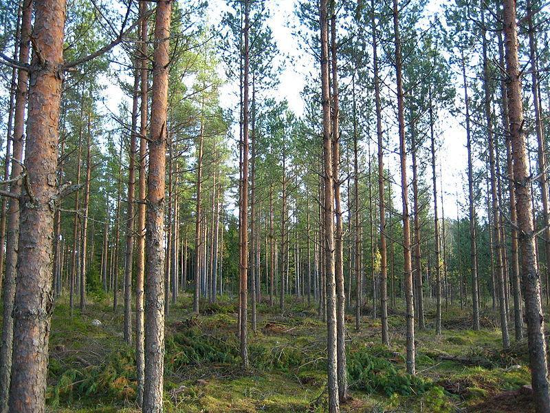 suuri merkitys yksityismetsätaloudella on esimerkiksi riistan elinympäristöjen, sekä muun metsien monimuotoisuuden kehityksen kannalta katsottuna.