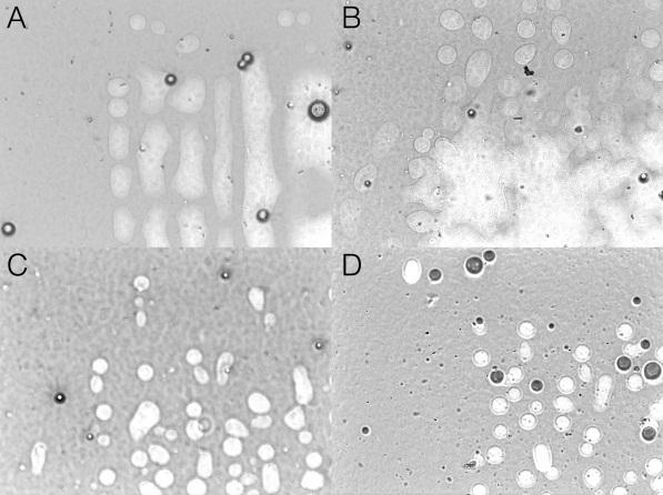 Fig. 4. Microscope images of different samples of riboflavin-water-glycerol printed on a polyester film.
