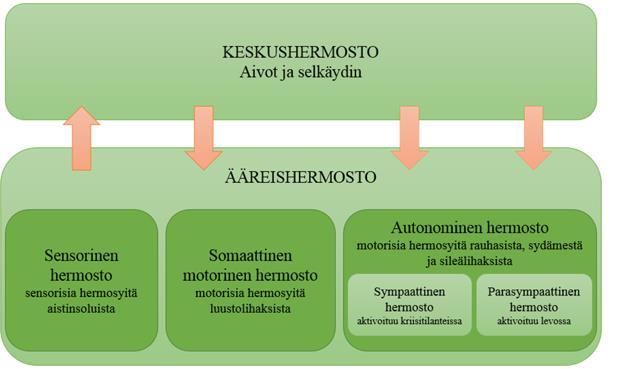 12 tässä tilanteessa ovat muun muassa sykkeen nouseminen, hengityksen tihentyminen, pupillien laajentuminen sekä suun kuivuminen.