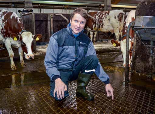 kokeile Metsäpelto, Iitti Anuriikka ja Markku Lallukka Lapset Juho, 13, ja Helmi 11 2010 valmistunut robottipihatto 70 lehmää, joista 80 % ayrshireä, 20 % holsteineja ja pari jerseytä.