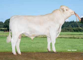 lihakarja VB Maxon VB Maxon (Fafner av Sonarp x Van Buster av Strömsnäs) on uusi ja erittäin mielenkiintoinen nupo charolais-sonni Ruotsista.