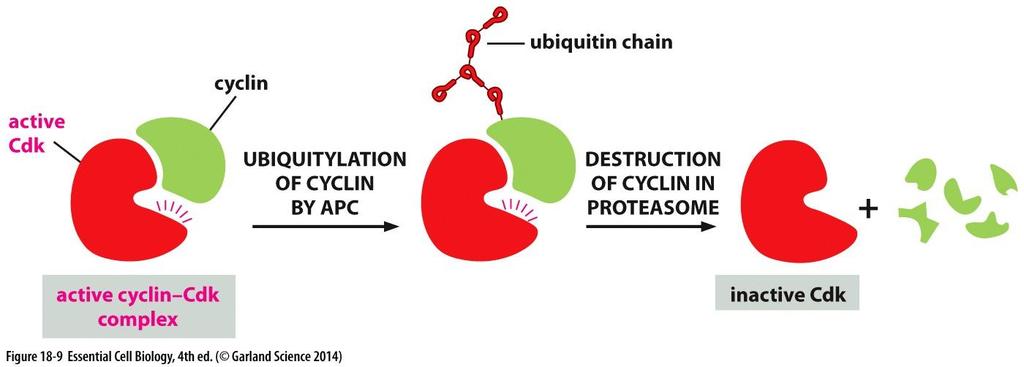 Anaphase-promoting complex tags M and S cyclins with a chain of ubiquitin -> directed to proteasomes -> cyclins rapidly degraded Proteasomes are protein complexes which degrade unneeded or damaged