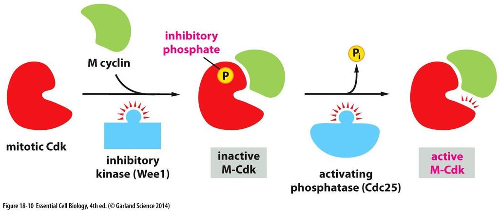 For M-Cdk to be active, inhibitory