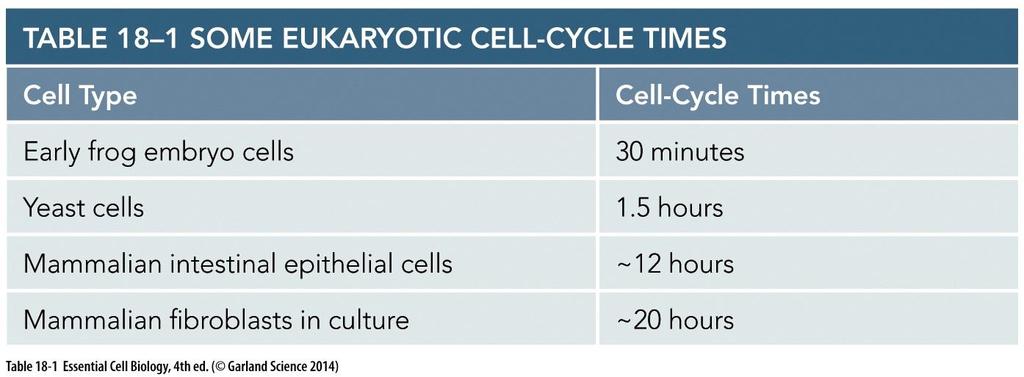 CHAPTER CONTENTS OVERVIEW OF THE CELL CYCLE THE CELL-CYCLE CONTROL SYSTEM G 1