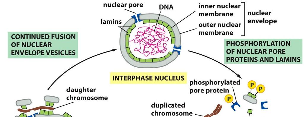 MITOSIS Proteolysis Triggers Sister-Chromatid