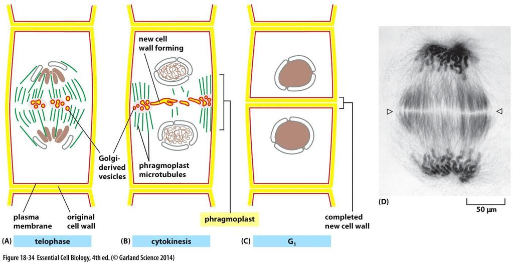 CYTOKINESIS The Mitotic Spindle Determines the Plane of Cytoplasmic Cleavage The Contractile Ring of Animal Cells Is Made of Actin and Myosin Filaments