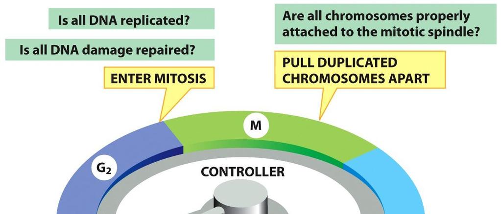 OVERVIEW OF THE CELL CYCLE The Eukaryotic Cell