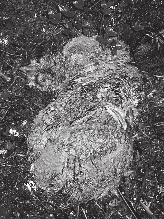 Valtakunnallinen linnustonseuranta Petolintuvuosi 2007 jan munapesän tarkastaminen johtaa usein pesän hylkäämiseen, on pesällä syytä käydä vasta poikasvaiheessa.