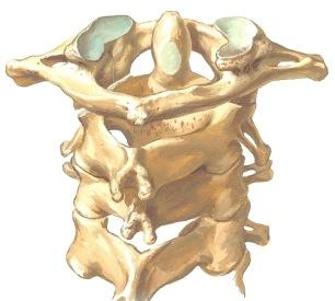 nikamasolmun, välilevyn ja nivelhaarakkeiden rajaamaksi jää aukko, foramen intervertebrale, josta selkäydinhermo tulee ulos (ja jossa se voi