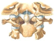 Pystysuuntaiset säikeet kiinnittävät ligamentum transversumia ylös ja alas ja niiden ansioista kokonaisuutta kutsutaan ristinmuotoiseksi, ligamentum cruciforme. in sivuilta ulottuu kalloon lig.