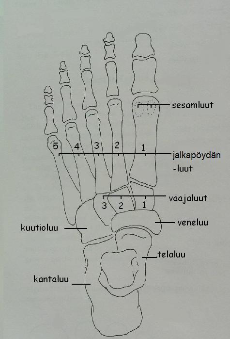 KUVA 1. Jalan luut (muokattu Subotnick 1999, 78). Jalat luut yhdistyvät toisiinsa nivelten välityksellä. Osa näistä nivelistä on lujia ja ne muodostavat jämäkän perustan kantamaan kehon kuormituksen.