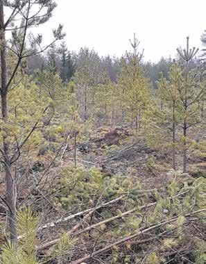 Aikaisempaan tapaan hakemus on jätettävä ennen töiden aloittamista. Sen jälkeen taimikon raivaus ja taimikon harvennus voidaan aloittaa.