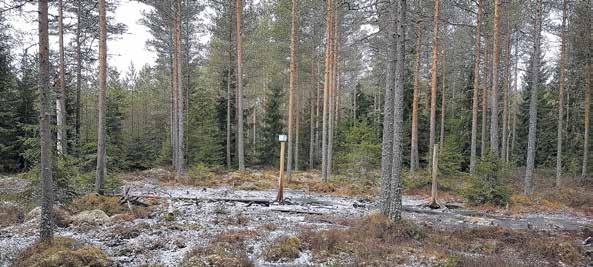 Töiden suorittamisen jälkeen on jätettävä suoritusilmoitus tehdyistä töistä. Nykyään nuoren metsän hoito on tehtävä vuoden kuluessa siitä, kun Metsäkeskus on hyväksynyt hakemuksen.