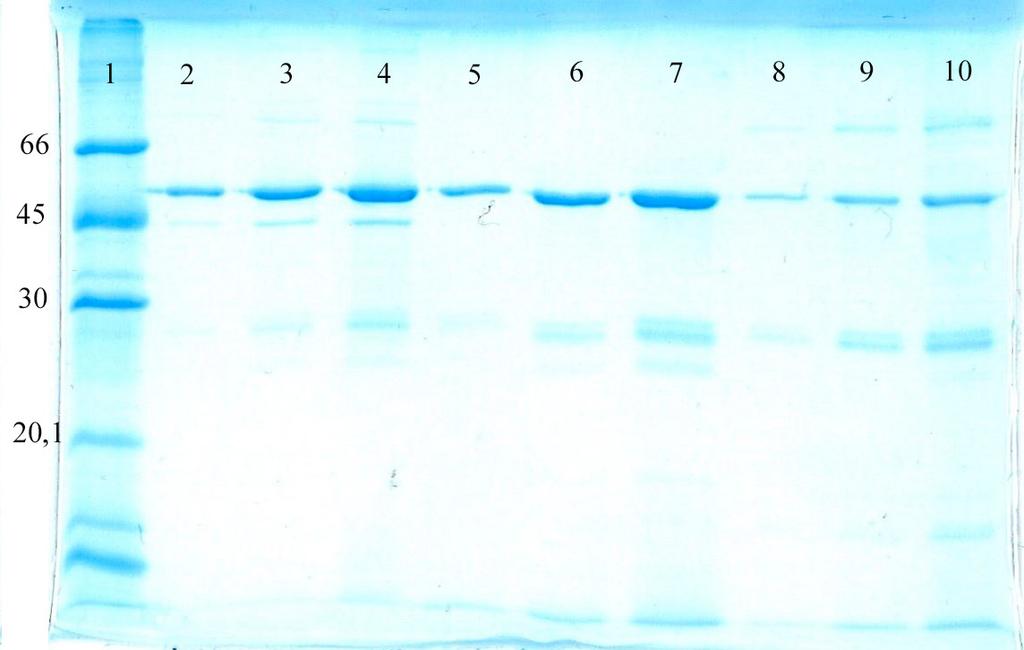 32 Kuva 12. Redusoimaton proteiinigeeli. 1. LMW, 2. Fab-standardi 0,5 µg, 3. Fab-standardi 1 µg, 4. Fab-standardi 2 µg, 5. pooli 1 1:3, 6. pooli 1 1:2, 7.