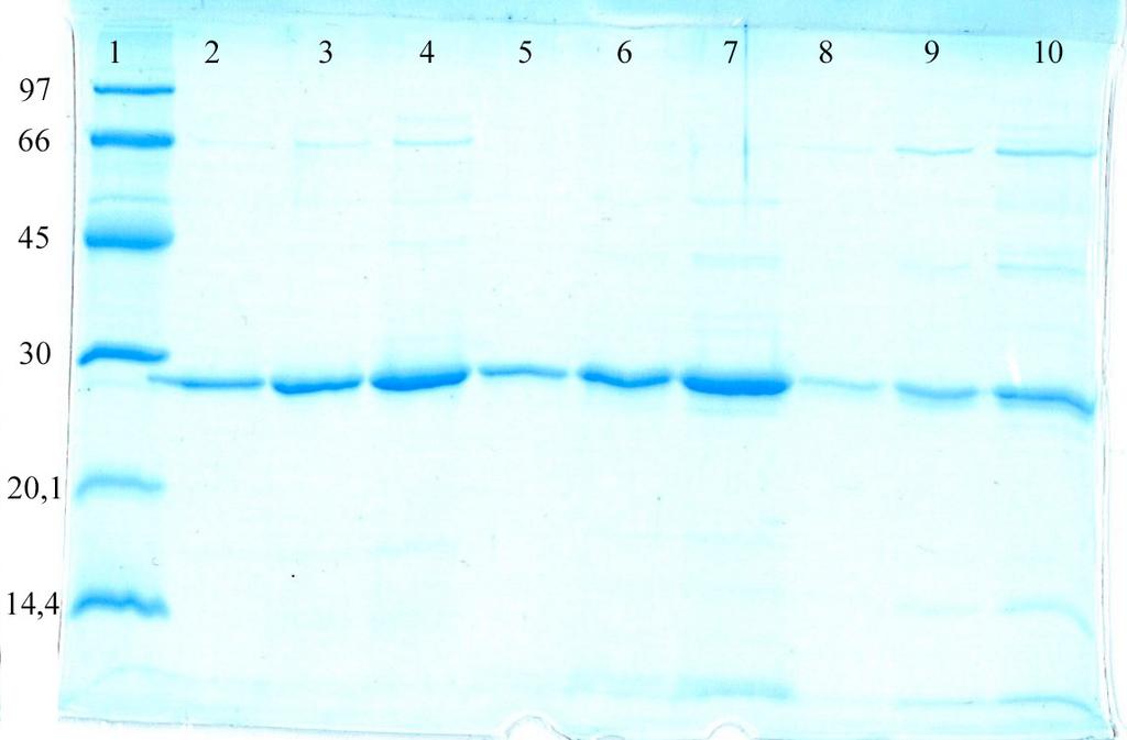 Fab-standardi 2 µg, 5. pooli 1 1:3, 6. pooli 1 1:2, 7. pooli 1 1:1, 8. pooli 2 1:3, 9. pooli 2 1:2, 10. pooli 2 1:1.