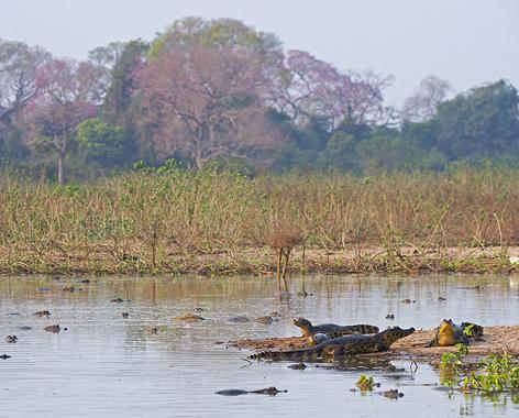 Heti Pantanalin tasangoille laskeuduttuamme eläimistön runsaus on huikaiseva.