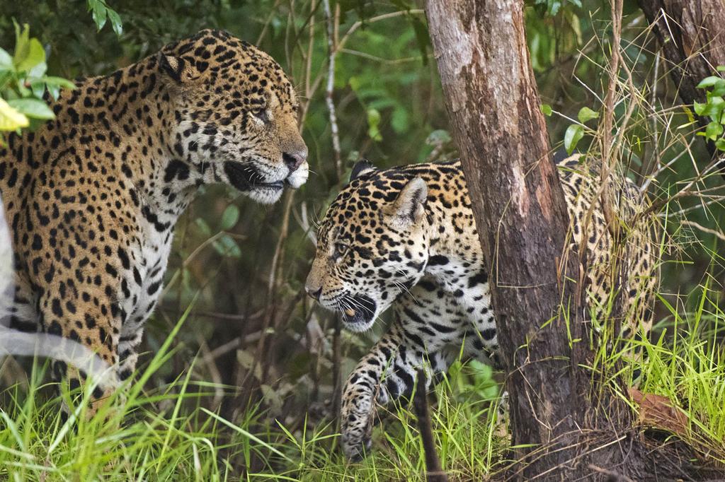 uudelle retkelle. Jaguaarisafarilla liikumme jaguaarien suosimilla jokivarsilla ja havainnoimme jokivarsia.
