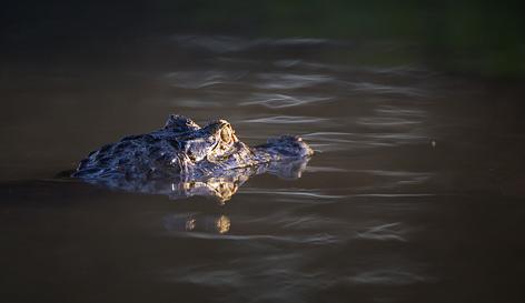 La 1.9.2018. Pantanal, Porto Jofre (A, L, P) Toinen jaguaarisafaripäivä Cuiaba-joella. Ensimmäisen päivän safarikokemusten perusteella jatkamme retkeilyä samoilla tai uusilla alueilla.