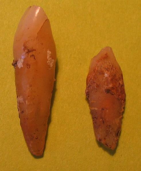 mm 1. Sambucus racemosa hauta 7, alue 8 2 mm 2.